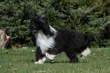 CHIEN NU CHINOIS 080
